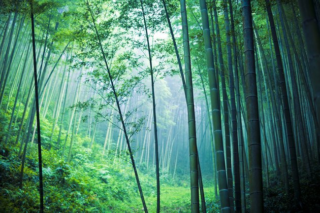 Bamboo forest