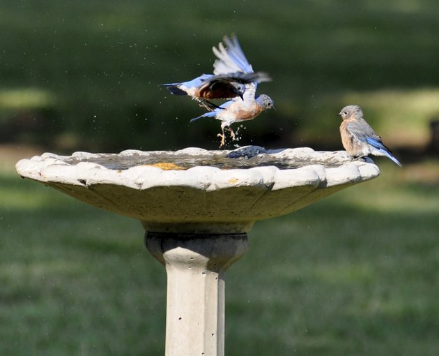Bluebirds, birdbath, in and out