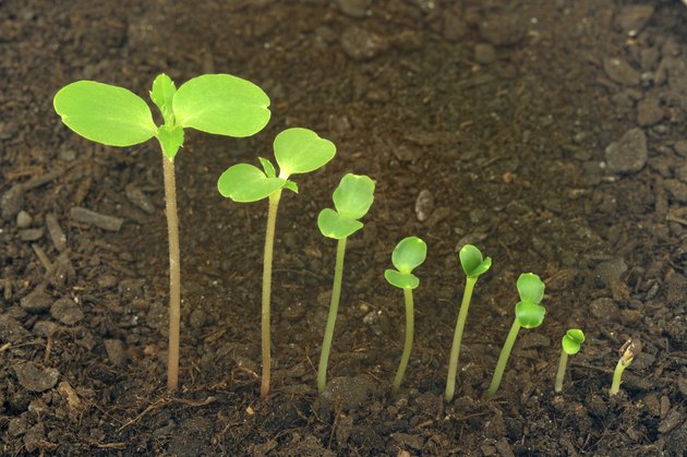Sequence of Impatiens balsamina flower growing, evolution concept