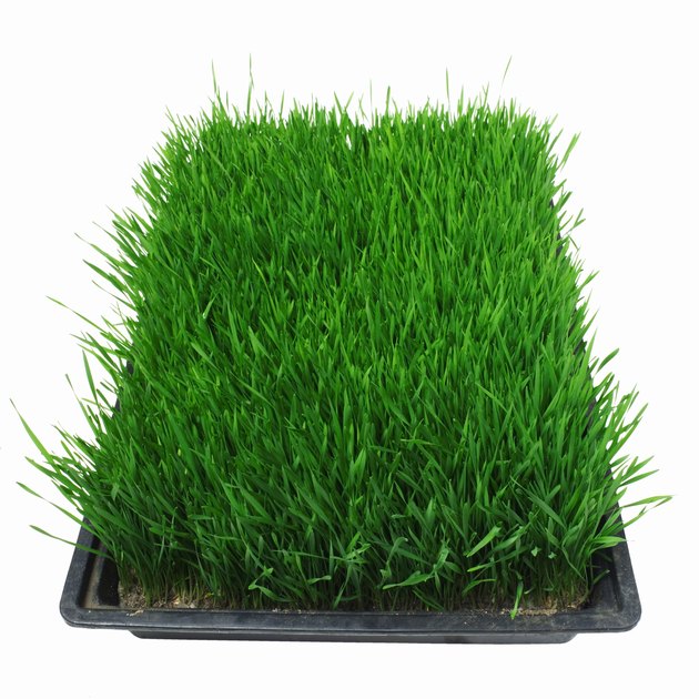 Close up of container of grass