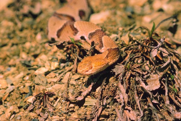 Copperhead snake in desert