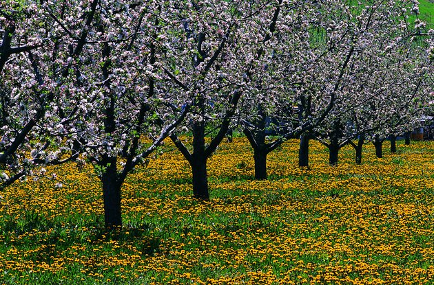 Orchard
