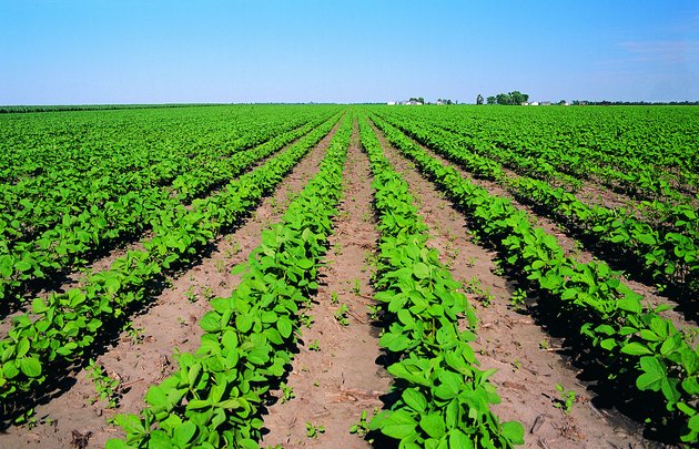 Rows of plants on farm