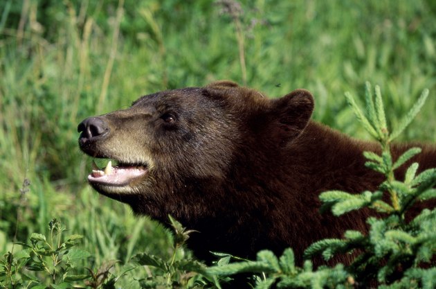 Black Bear
