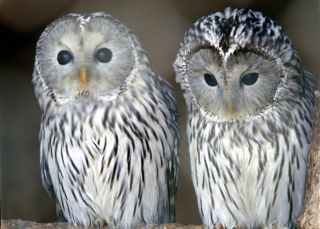 Portrait of owls