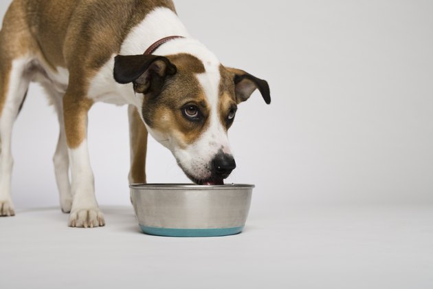 Dog eating from bowl