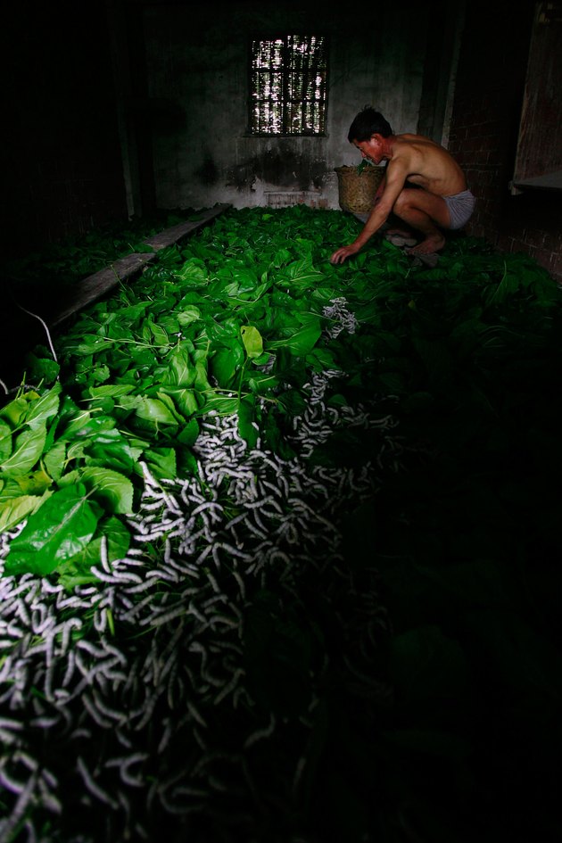 Farmers Produce Silk In China