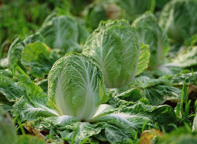 Close-up of lettuce