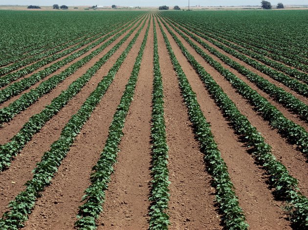 Photo, field of soybeans, Color