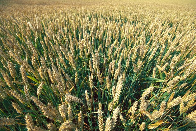 Cornfield