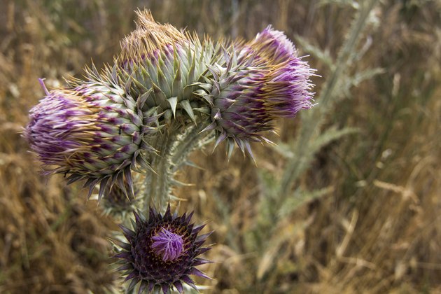 How to Identify Weeds With Thorns | Hunker