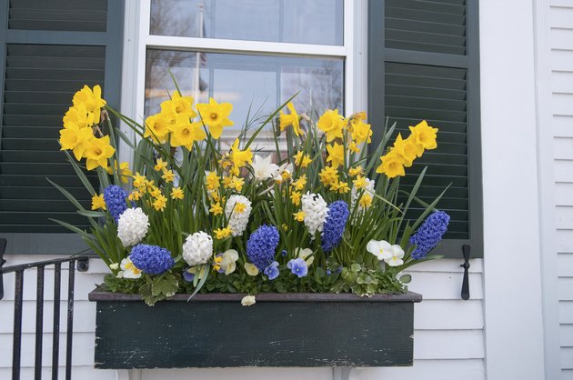 Window box of spring flowers