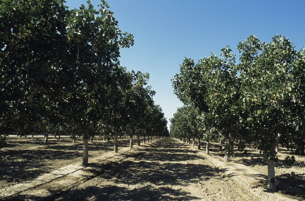 Can the Pistachio Tree Grow in Florida? | Hunker