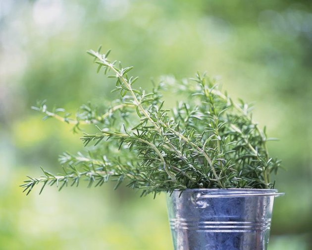 Rosemary in a bucket