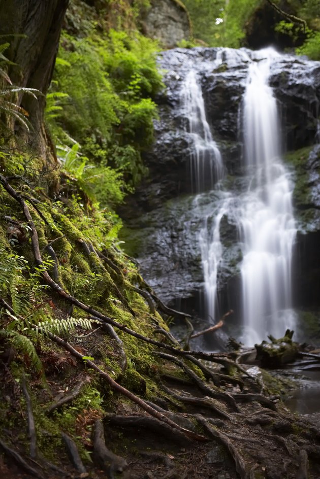 Waterfall in forest, tree roots in foreground