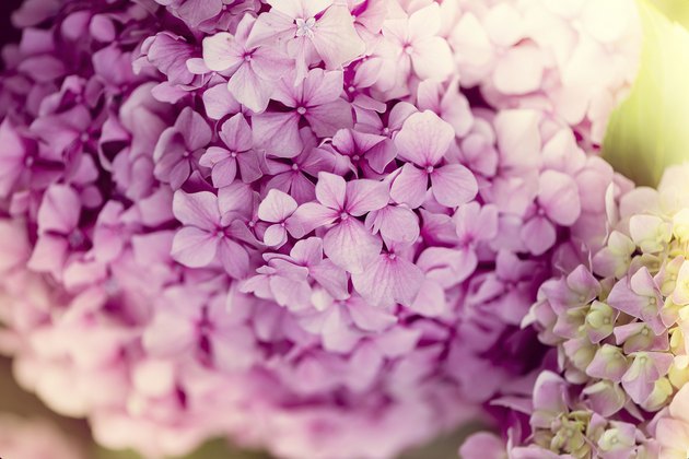 Nice closeup of hydrangea with light effect