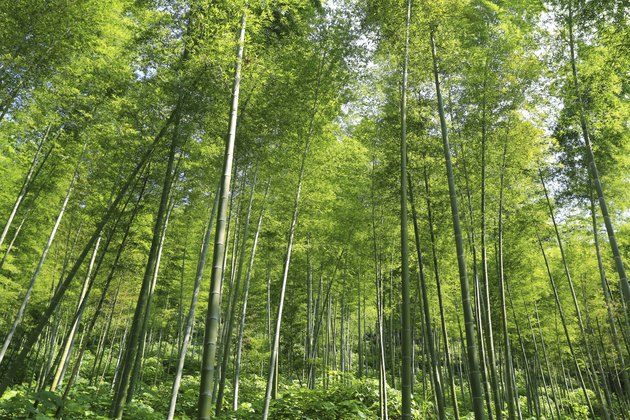 Bamboo