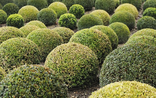 The Best Evergreen Shrubs for Tennessee | Hunker