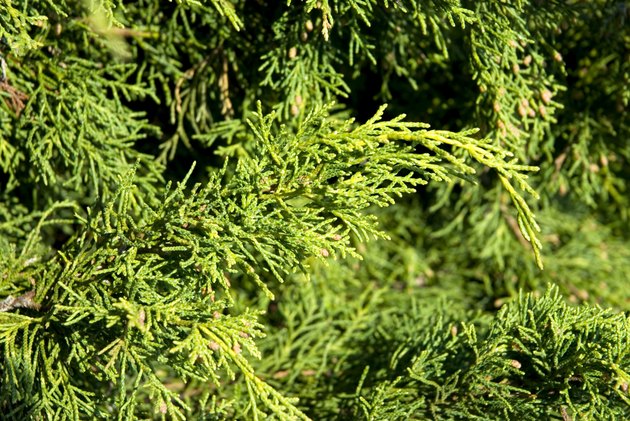 Cedar Background