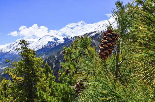Cone on the tree with winter mountain peaks background