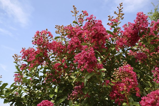 Red Crepe Myrtle against blue sky