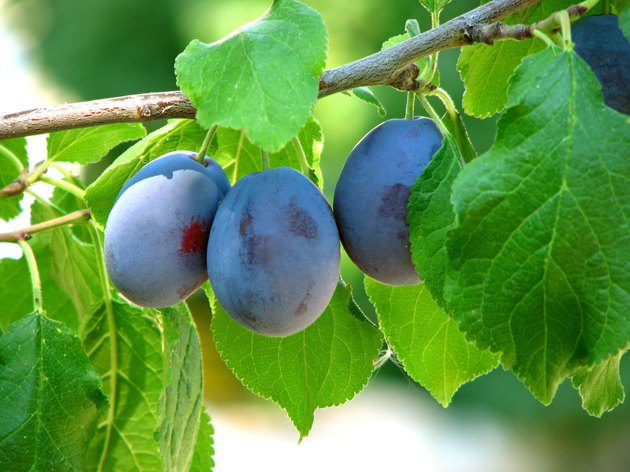 Plum Tree Identification | Hunker