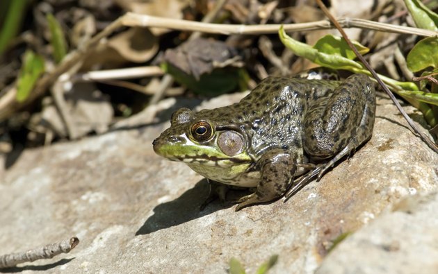 Bullfrog on a sunny rock