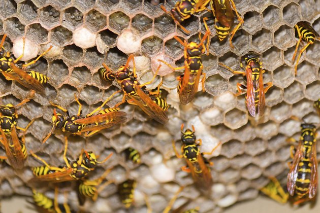 Wasp Nest - Vespula Germanica