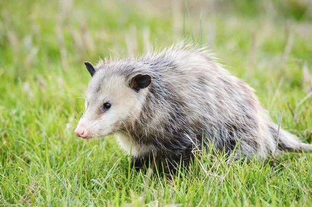 How to Dispose of a Dead Possum | Hunker