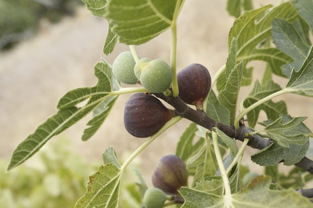 The Best Fruit Trees to Grow in Southern California | Hunker