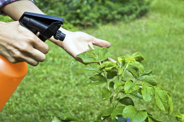 Woman gardening and spraying a flower