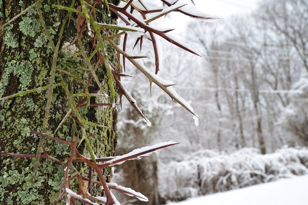Honeylocust thorns in winter