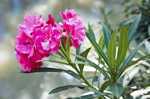 Sweet Oleander in the garden of thailand