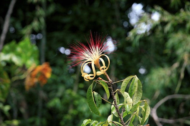 Pachira aquatica along Oiapoque River, French Guiana