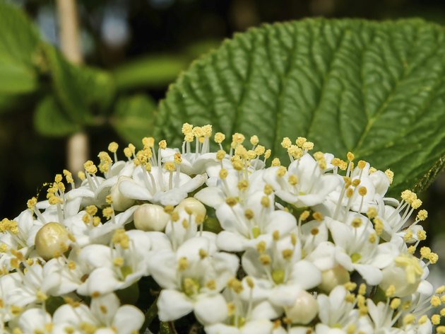 Viburnum