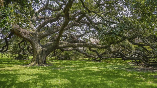 Do Oak Trees Have Tap Roots