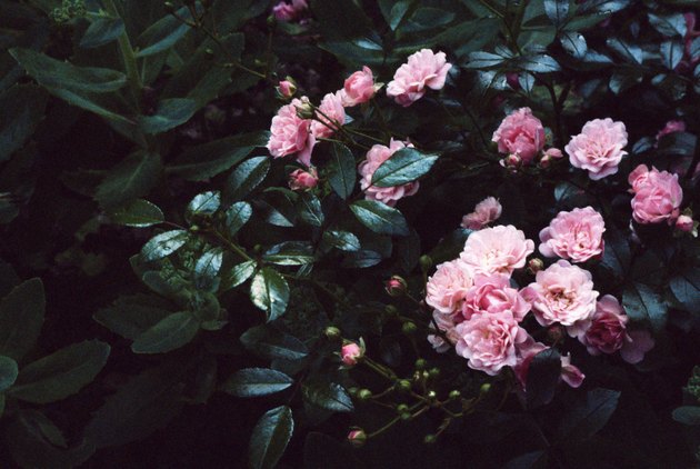 Roses