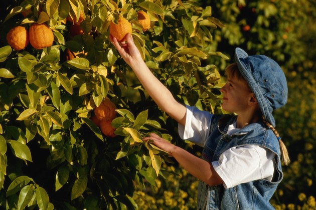 Girl (4-7 years) picking orange in tree