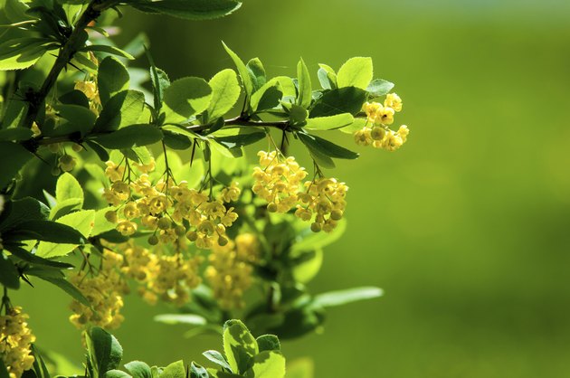 Berberis Ilicifolia