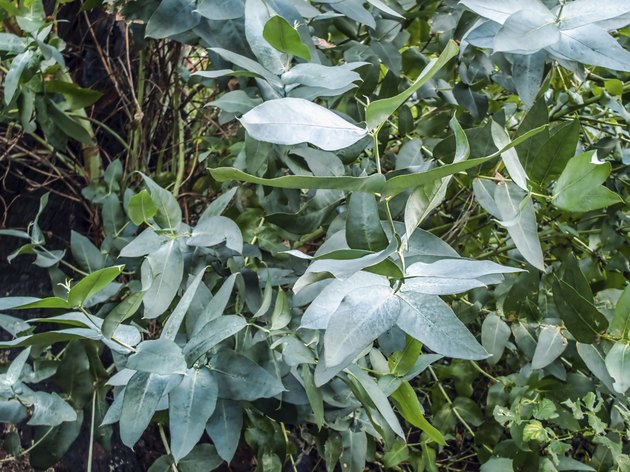 Eucalyptus