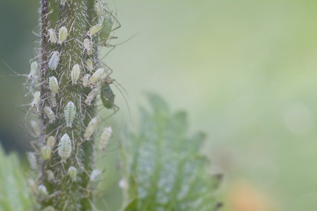 aphids