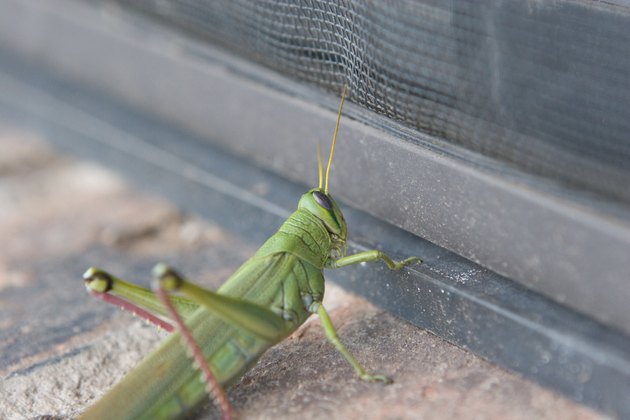 Sneaky Grasshopper
