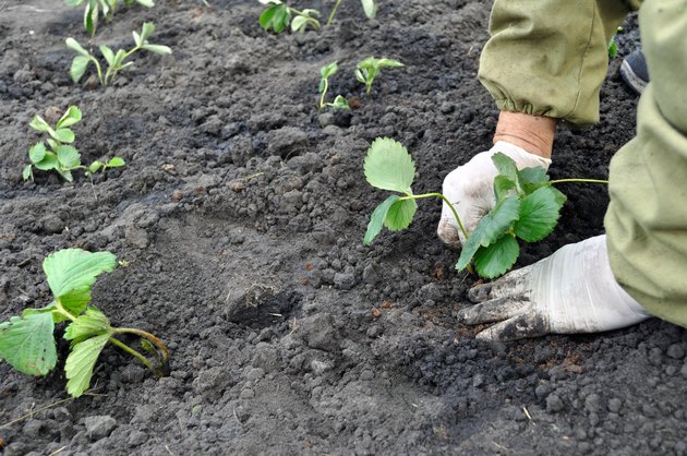 planting a strawberry seedling
