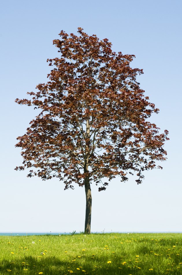 Lone Crimson Maple Tree