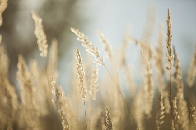 Rye Grass