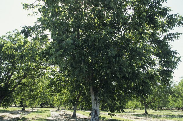 black walnut seedlings bulk seattle