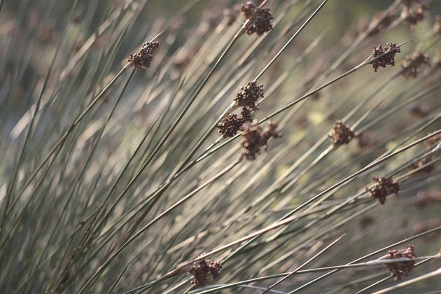 Close up of rushes