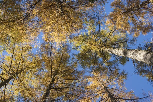 European larches in autumn colours