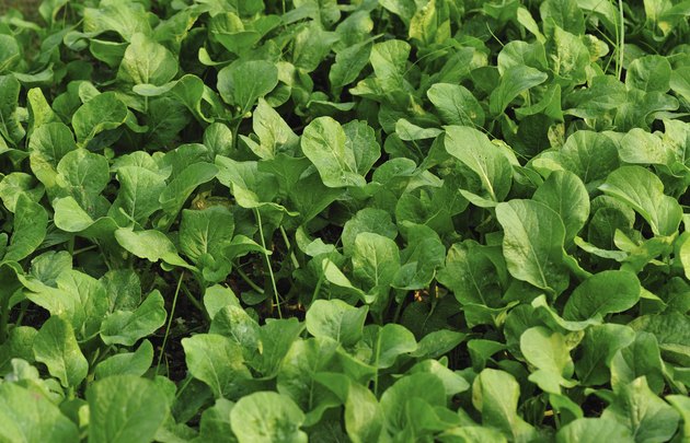 leaf mustard crops