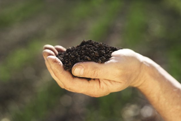 Image of soil in hand